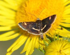 Pyrausta obfuscata