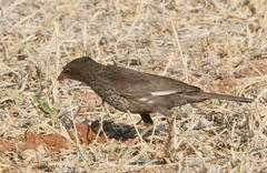Bubalornis niger niger
