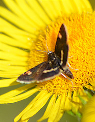 Pyrausta obfuscata