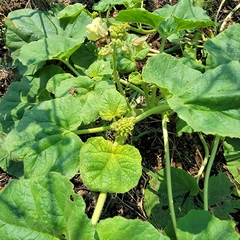 Proboscidea louisianica