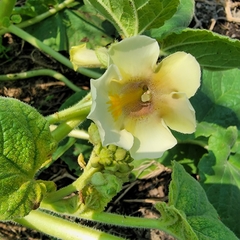 Proboscidea louisianica