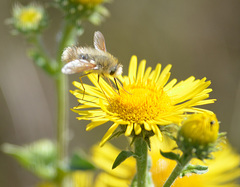 Anastoechus nitidulus