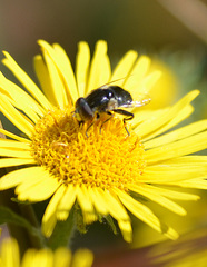 Eristalinus aeneus