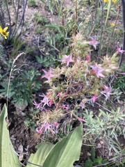 Ipomopsis aggregata attenuata