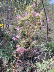 Ipomopsis aggregata attenuata