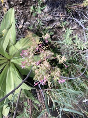 Ipomopsis aggregata attenuata