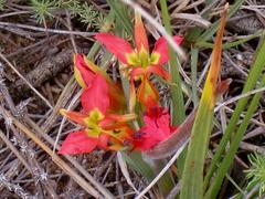 Babiana ringens australis