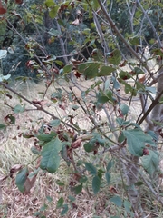 Fraxinus ornus ornus