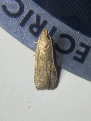 Glyphidocera juniperella