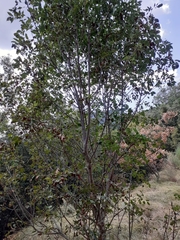 Fraxinus ornus ornus
