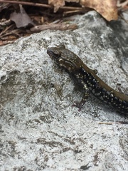 Plethodon petraeus