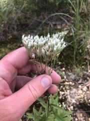 Eupatorium subvenosum