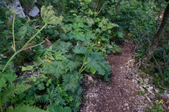 Heracleum sphondylium pyrenaicum