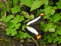 Adelpha paroeca paroeca