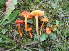 Hygrocybe marchii