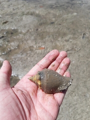 Strombus pugilis