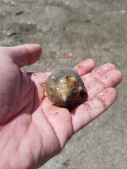 Strombus pugilis