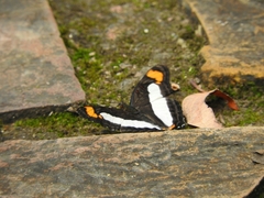 Adelpha paroeca paroeca