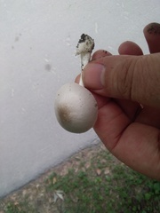 Volvariella murinella