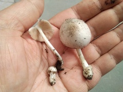 Volvariella murinella