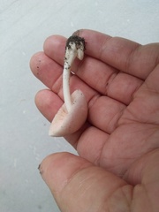 Volvariella murinella