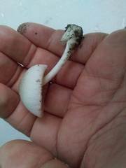 Volvariella murinella