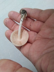 Volvariella murinella