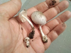 Volvariella murinella