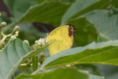 Eurema simulatrix tecmessa