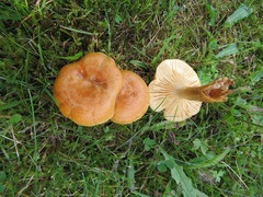 Lactarius porniniae