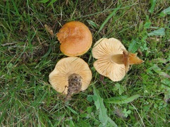 Lactarius porniniae