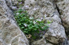 Petrocoptis pyrenaica