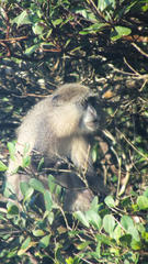Cercopithecus mitis erythrarchus