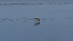 Calidris minuta