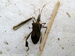 Leptoglossus concaviusculus