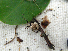 Emertonella taczanowskii