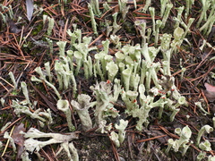 Cladonia sulphurina