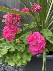 Pelargonium