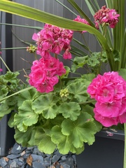 Pelargonium