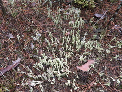 Cladonia sulphurina