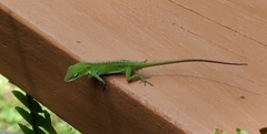 Anolis carolinensis