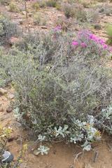 Wiborgia sericea