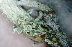 Cladonia sulphurina