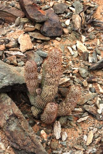 Ceropegia alstonii