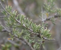 Wiborgia sericea