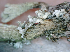 Cladonia sulphurina