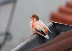 Serinus canaria domesticus
