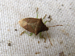 Supputius cincticeps