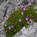 Erodium glandulosum - Photo (c) Ricardo Ibáñez, osa oikeuksista pidätetään (CC BY-NC), lähettänyt Ricardo Ibáñez