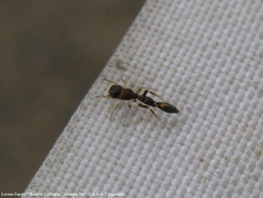 Synemosyna aurantiaca